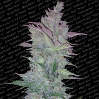 Vertigo (Paradise Seeds) femminizzata