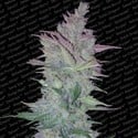 Vertigo (Paradise Seeds) femminizzata