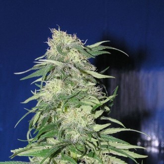 K2 (Homegrown Fantaseeds) femminizzata