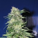 K2 (Homegrown Fantaseeds) femminizzata