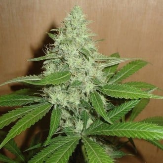 Mango (Homegrown Fantaseeds) femminizzata