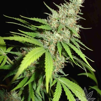 Top 44 (Homegrown Fantaseeds) femminizzata