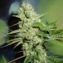 Jack Herer (Homegrown Fantaseeds) femminizzata