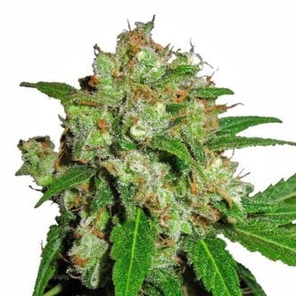 Sensi Skunk (Sensi Seeds) femminizzato