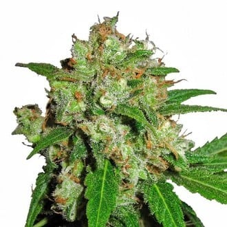 Sensi Skunk (Sensi Seeds) femminizzato