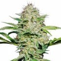 Sensi Skunk Automatica (Sensi Seeds) femminizzata