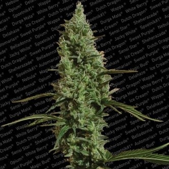 Atomical Haze (Paradise Seeds) femminizzata