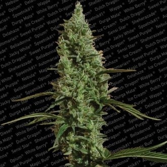 Atomical Haze (Paradise Seeds) femminizzata