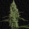 Atomical Haze (Paradise Seeds) femminizzata