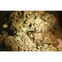 Atomical Haze (Paradise Seeds) femminizzata