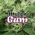 Melon Gum (Dr. Underground) Femminizzata