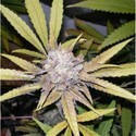 Melon Gum (Dr. Underground) Femminizzata