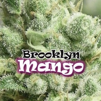 Brooklyn Mango (Dr. Underground) femminizzata