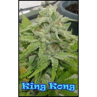 King Kong (Dr. Underground) femminizzata