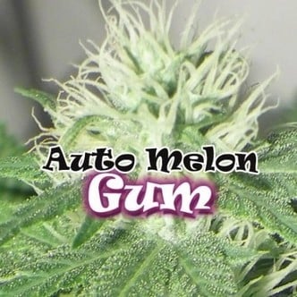 Auto Melon Gum (Dr. Underground) femminizzata