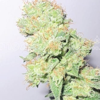 Y Griega CBD (Medical Seeds) femminizzata