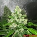 Y Griega CBD (Medical Seeds) femminizzata