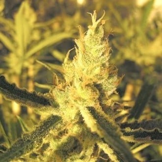 Y Griega CBD (Medical Seeds) femminizzata