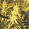 Y Griega CBD (Medical Seeds) femminizzata