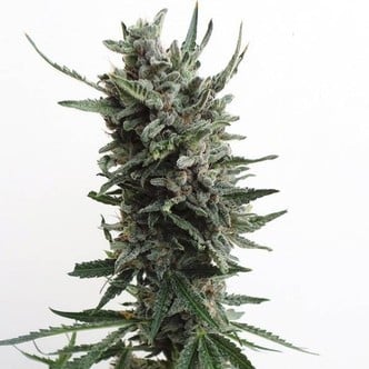 Auto Critical HOG (T.H. Seeds) femminizzata