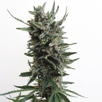 Auto Critical HOG (T.H.Seeds) femminizzata