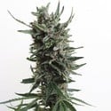 Auto Critical HOG (T.H.Seeds) femminizzata