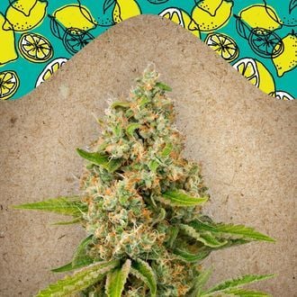 Lemon Kush (Female Seeds) femminizzata