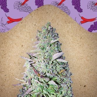 Purple Maroc (Female Seeds) femminizzata