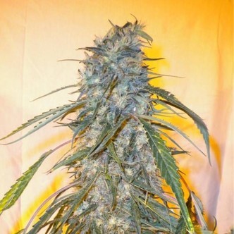 Annapurna SuperAuto (Flash Auto Seeds) femminizzata