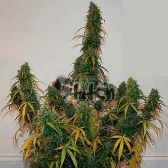 Formula One Auto (Flash Auto Seeds) femminizzata