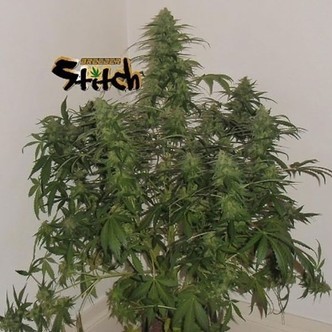 Russian Fuel Auto (Flash Auto Seeds) femminizzata