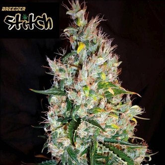 Russian Haze Auto (Flash Auto Seeds) femminizzata