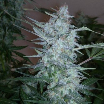 White Sirius Auto (Flash Auto Seeds) femminizzata