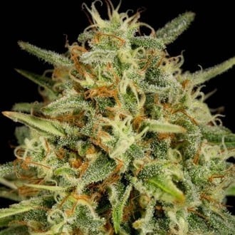 Strawberry Amnesia (Dinafem) femminizzata