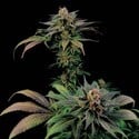 Blue Widow (Dinafem) femminizzata