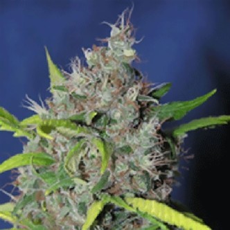 Blueberry Bud (Sagarmatha Seeds) femminizzata