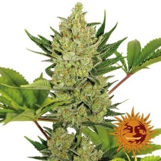 Blue Cheese Auto (Barney's Farm) femminizzata