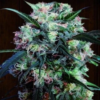 Kali China (ACE Seeds) Femminizzata