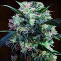 Kali China (ACE Seeds) Femminizzata