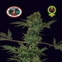 Big Buddha Cheese Automatica (Big Buddha Seeds) Femminizzata