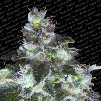 Original White Widow (Paradise Seeds) Femminizzata