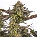 Zombie Kush (Ripper Seeds) Femminizzata