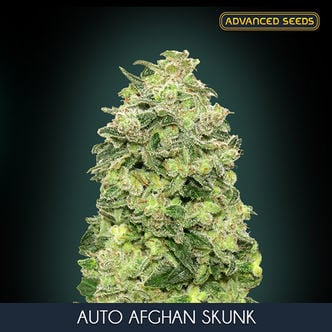 Auto Afghan Skunk (Advanced Seeds) femminizzata