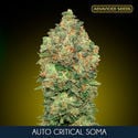 Auto Critical Soma (Advanced Seeds) Femminizzata