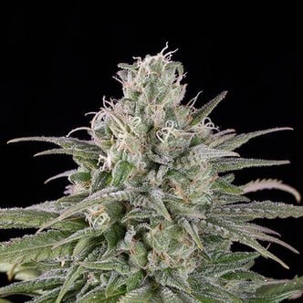 UK Cheese Auto (Humboldt Seeds) Femminizzata