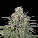 UK Cheese Auto (Humboldt Seed Organization) Femminizzata