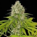 Power Kush (Dinafem) femminizzata