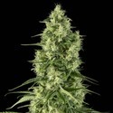 Santa Sativa (Dinafem) femminizzata