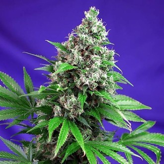 Killer Kush - F1 Fast Version (Sweet Seeds) Femminizzata