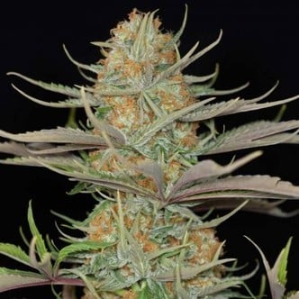 Sweet Deep Grapefruit (Dinafem) femminizzata